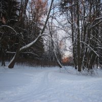 Павловский парк. Январь :: Наталья Герасимова