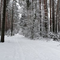 В зимнем лесу :: Милешкин Владимир Алексеевич 