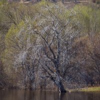 Путешествие под знаком орла.(Нижний - Булгары) :: юрий макаров