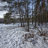 Весенний лес в Ромашково...12-03-2019 :: Юрий Яньков
