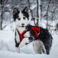 **** :: Алексей Соловьев