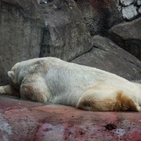 Белый медведь :: Игорь Осипенко