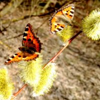 апрельские бабочки 3 :: Александр Прокудин