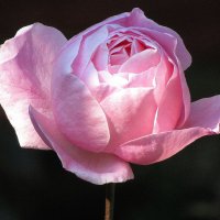 Розы... розы.. :: Вячеслав Медведев
