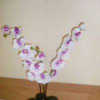 Экибана - орхидея. :: Нина Акарцева 