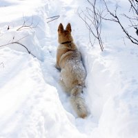 Спряталась... :: Галина Полина