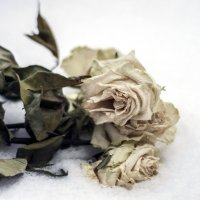 Белые розы :: Виктор Печищев