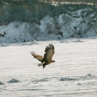 Орлан-белохвост в заливе Чихачева. :: Сергей Щелкунов