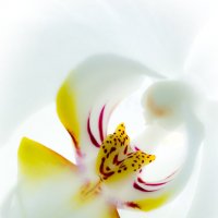 Орхидея. :: Сергей Ермишкин
