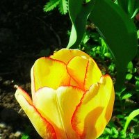 Свет и тень тюльпана :: Daria Vorons