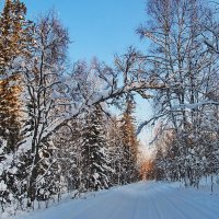 зимний лес :: Александр Рождественский