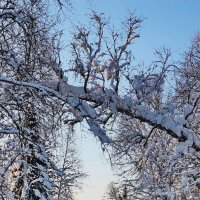 зимний лес :: Александр Рождественский