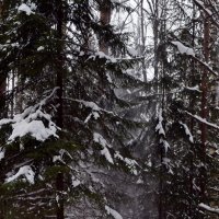 Снег дерево стряхнуло... :: ВикТор Быстров