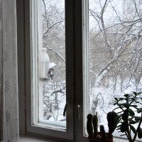 Снегирь в столовой. :: Oleg4618 Шутченко