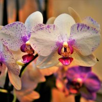 Орхидеи :: Константин Анисимов