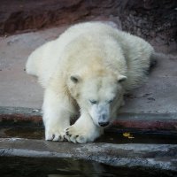 Белый медведь :: Игорь Осипенко