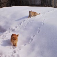 Мартовские коты. :: Венера Чуйкова