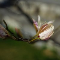 Весна из мой городе, Плевен ! :: Вен Гъновски