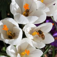 Крокусы и пчелы :: Lyudmyla Pokryshen