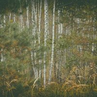 Осенний лес. :: Андрий Майковский