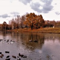 Октябрь. Замерзающий пруд :: Вячеслав Маслов