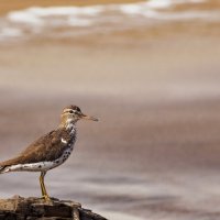 питомцы Перу. Calidris bairdii (Бэрдов песочник) :: Svetlana Galvez