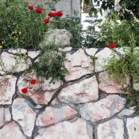 И на камнях растут цветы .... :: Aleks Ashkenazi