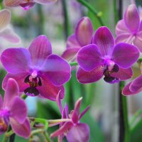 Орхидеи :: Константин Анисимов