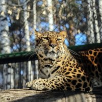леопард :: Аркадий Лаптенко