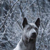 Thai Ridgeback и холодное утро :: Евгений Крутиков