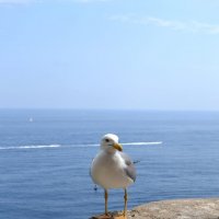 Средиземноморская чайка :: Ольга 