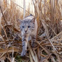 В дикой природе :: Lyudmyla Pokryshen