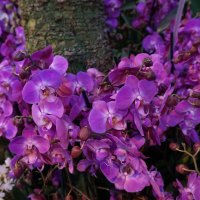 Орхидеи :: Ирина Домнина