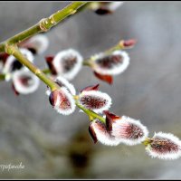 Ива...верба...какая разница.Главное-весна на пороге! :: Ольга Митрофанова