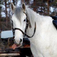 Лошадь,которая дразнится. :: nadyasilyuk Вознюк