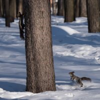 Беличьи забавы. :: Владимир Безбородов