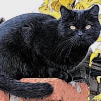 Жил да был чёрный кот... :: Владимир 