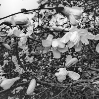 Чёрно-белые цветы. :: Liudmila LLF