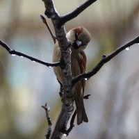 Маленький :: kolyeretka 