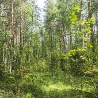 Пробираясь сквозь летнюю парму... :: Николай Зиновьев