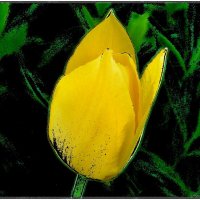 В мире тюльпанов :: Нина Корешкова