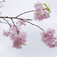 Японская Весна :: wea *