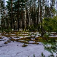 Весенний лес. :: Виктор Корочкин 