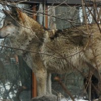 Волк, просто волк,зубами щёлк. И в куст смотрел. :: Владимир Гилясев