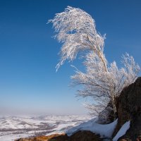 Белая береза :: Ирина 