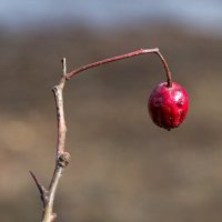 Прошлогодняя ягода боярошника :: Милешкин Владимир Алексеевич 