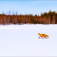 Пошла за курочкой. :: Анатолий Бахтин