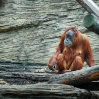 Orangutan :: Игорь Осипенко