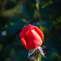 « Ах, красная роза – дыхание страсти, В манящих бутонах – софиты огня!...  » :: Андрей Нибылица