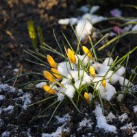 Зимние проказы в марте... :: Tatiana Markova